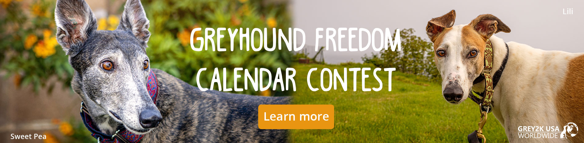 2023 Greyhound Freedom calendar contest