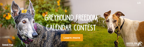 2023 Greyhound Freedom calendar contest