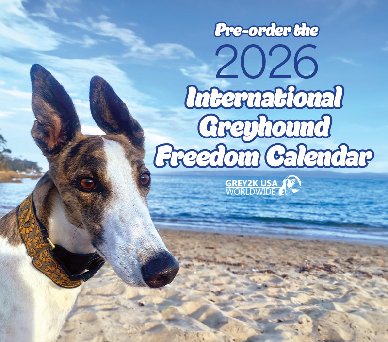 Pre-order the 2026 International Greyhound Freedom Calendar