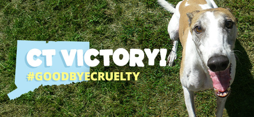 Connecticut is the 43rd state to ban dog racing! LEARN MORE