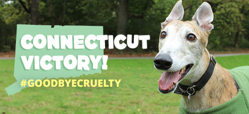 Connecticut is the 43rd state to ban dog racing! LEARN MORE