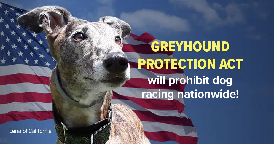 Greyhound Protection Act filed to prohibit dog racing nationwide