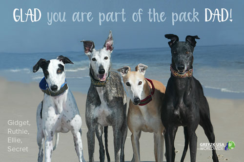 Gidget whippet coats clearance