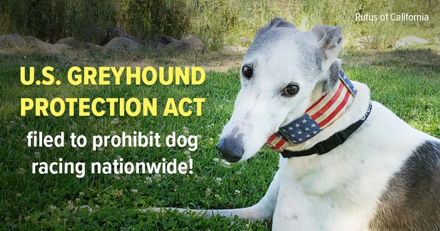 Greyhound Protection Act filed to prohibit dog racing nationwide!