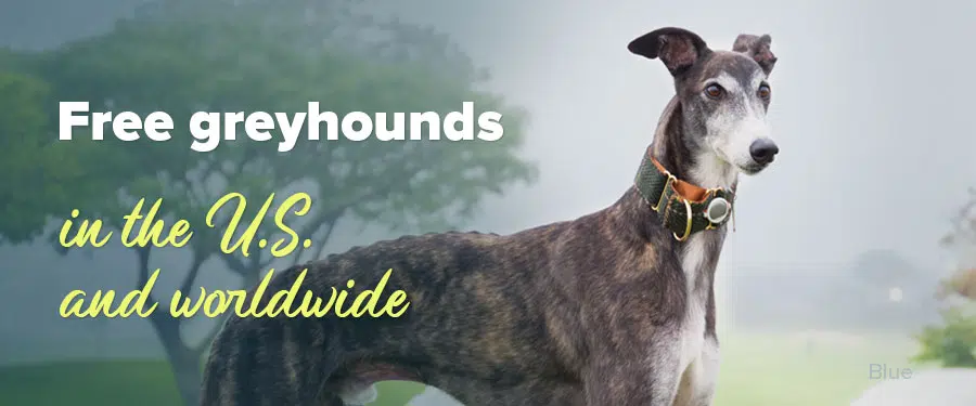 Free greyhounds in the U.S. and worldwide