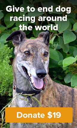 Give to end dog racing around the world