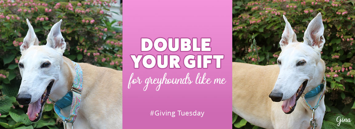 Double your gift for greyhounds