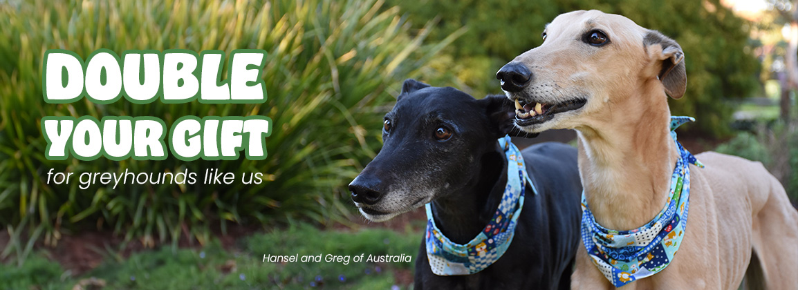 Double your gift for greyhounds