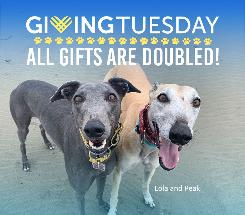 Giving Tuesday all gifts are doubled