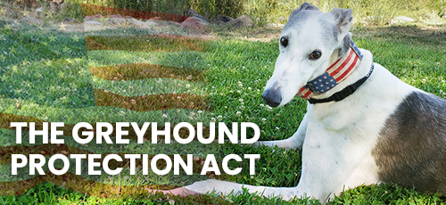 THE GREYHOUND PROTECTION ACT WILL END DOG RACING LEARN MORE