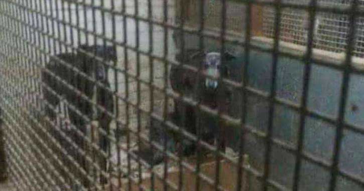 Racing dogs at a kennel in England