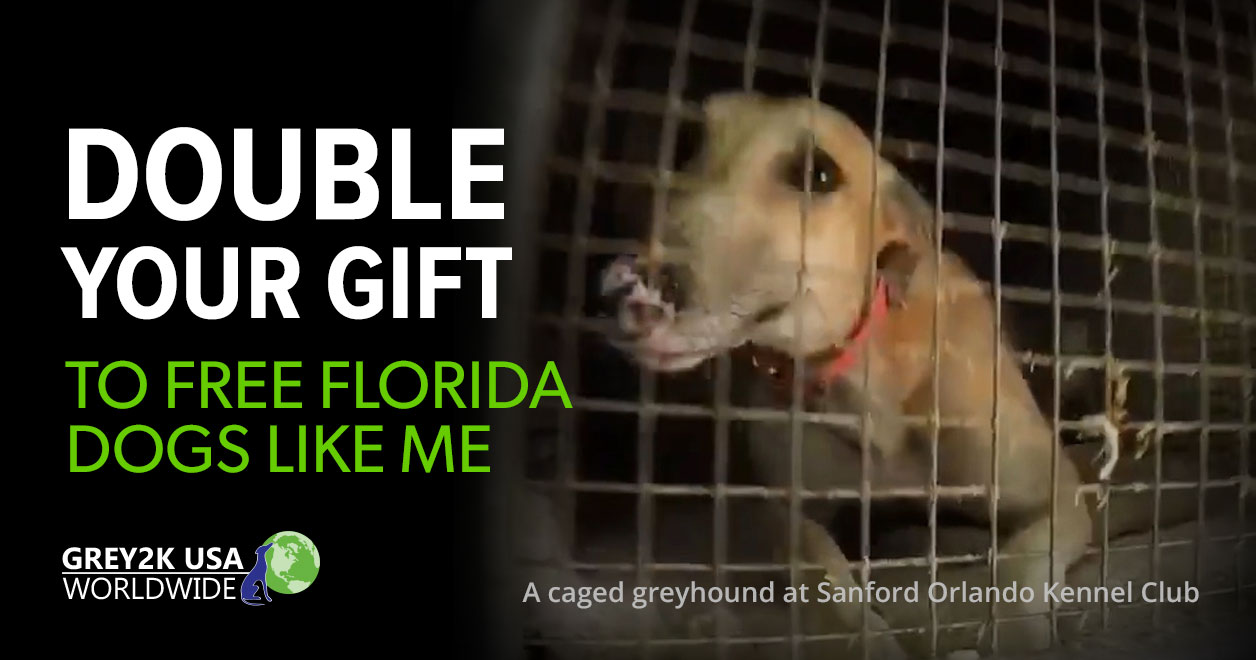 double your gift to free florida dogs like me