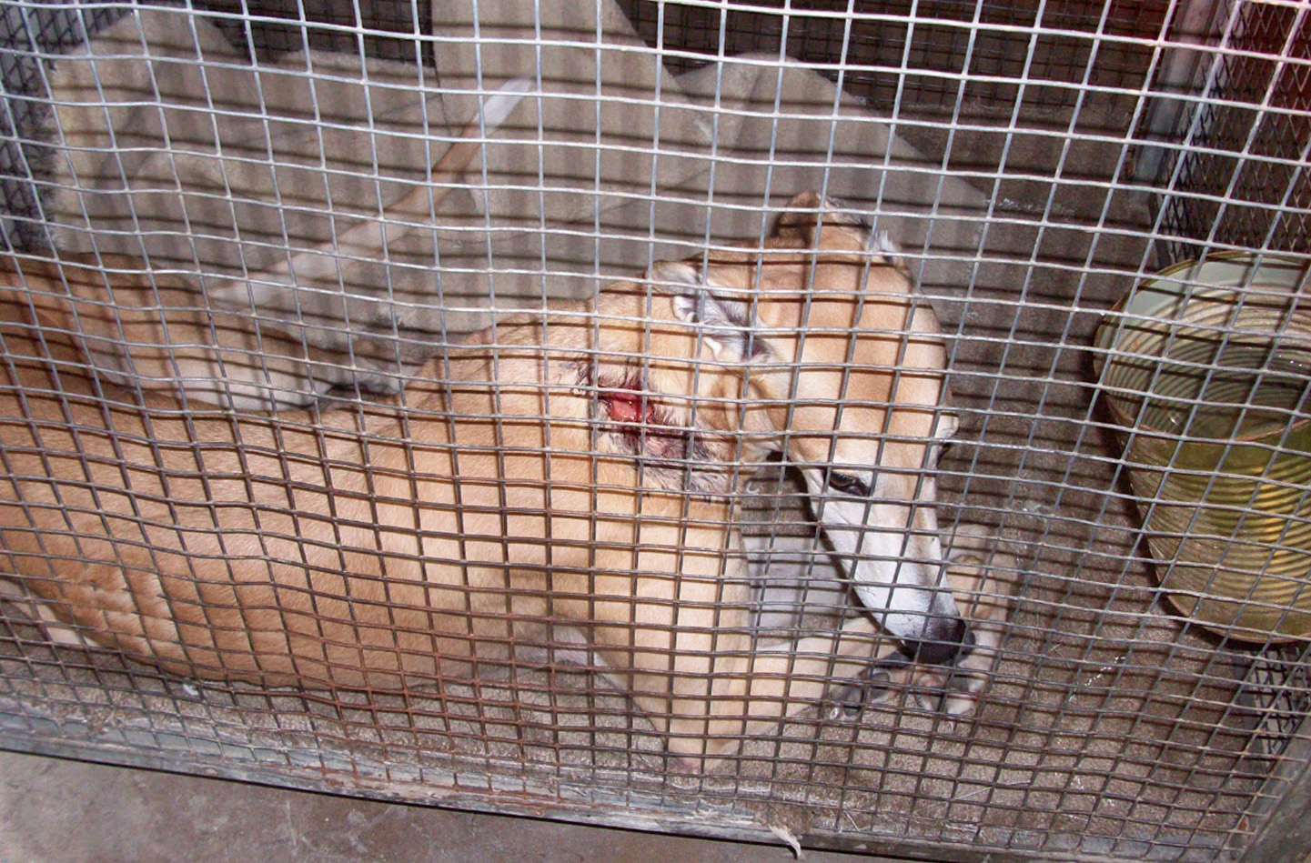 Injured dog with a cut