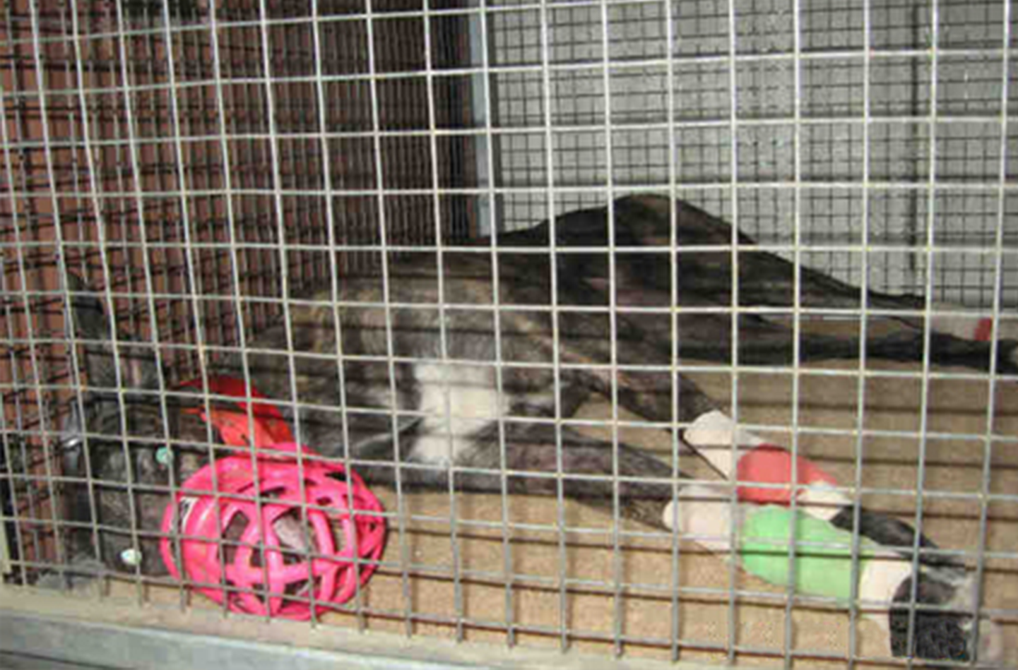 Injured greyhounds in a cage