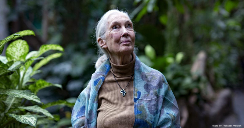 Jane Goodall