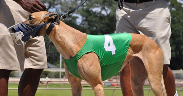 Greyhounds like Kiowa Try Thelma  have tested positive for cocaine