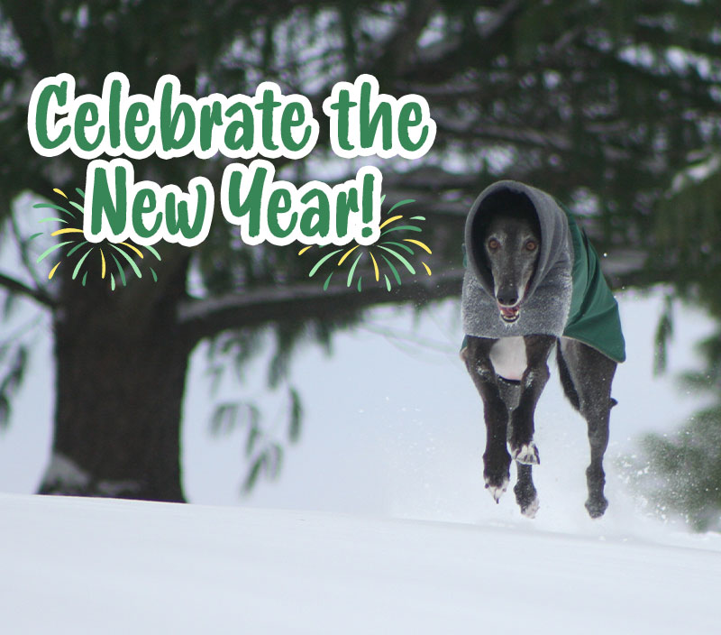 Celebrate the New Year!