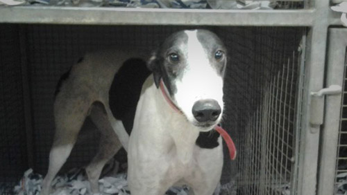 Stop the killing greyhounds of in Texas