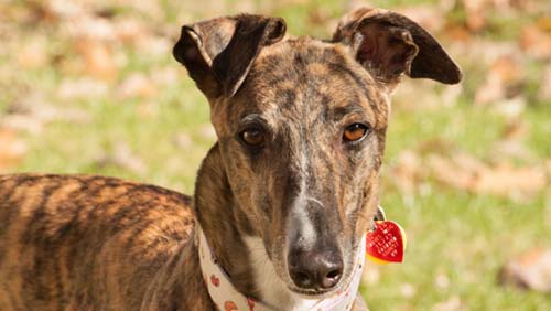 Pledge to protect greyhounds