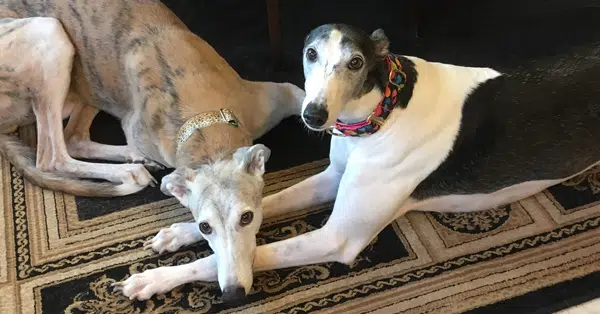Rescued greyhound stories