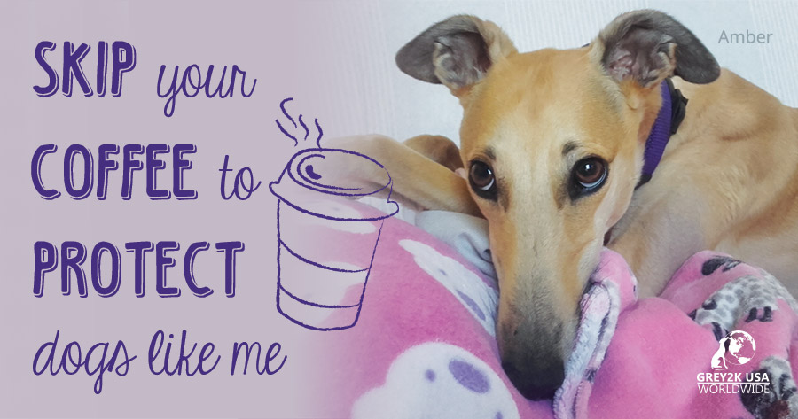 Skip your coffee to protect dogs like me