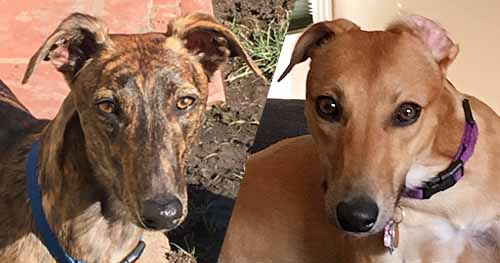 Brixton and Winnie greyhounds