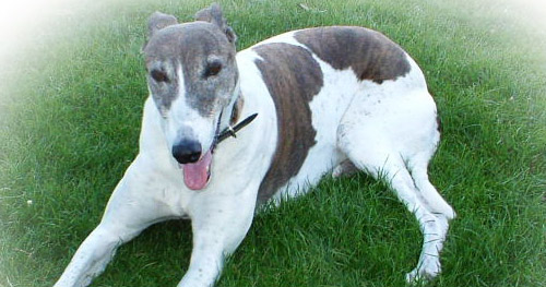 Danni the greyhound