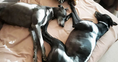 Greycie and Shadow greyhounds