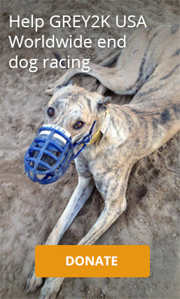Donate to end dog racing