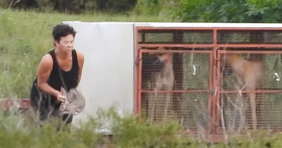 Ursula Abbie O'Donnell releases a live rabbit to bait hounds in Abilene, Kansas