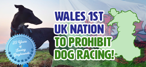Wales 1st UK nation to prohibit dog racing