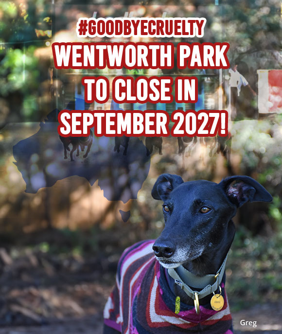 Wentworth Park to be bulldozed