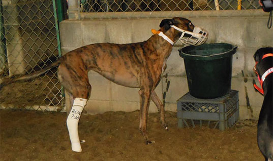 Sign the petition to end greyhound racing subsidies in West Virginia